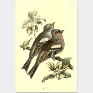 Chaffinch Posters and Art